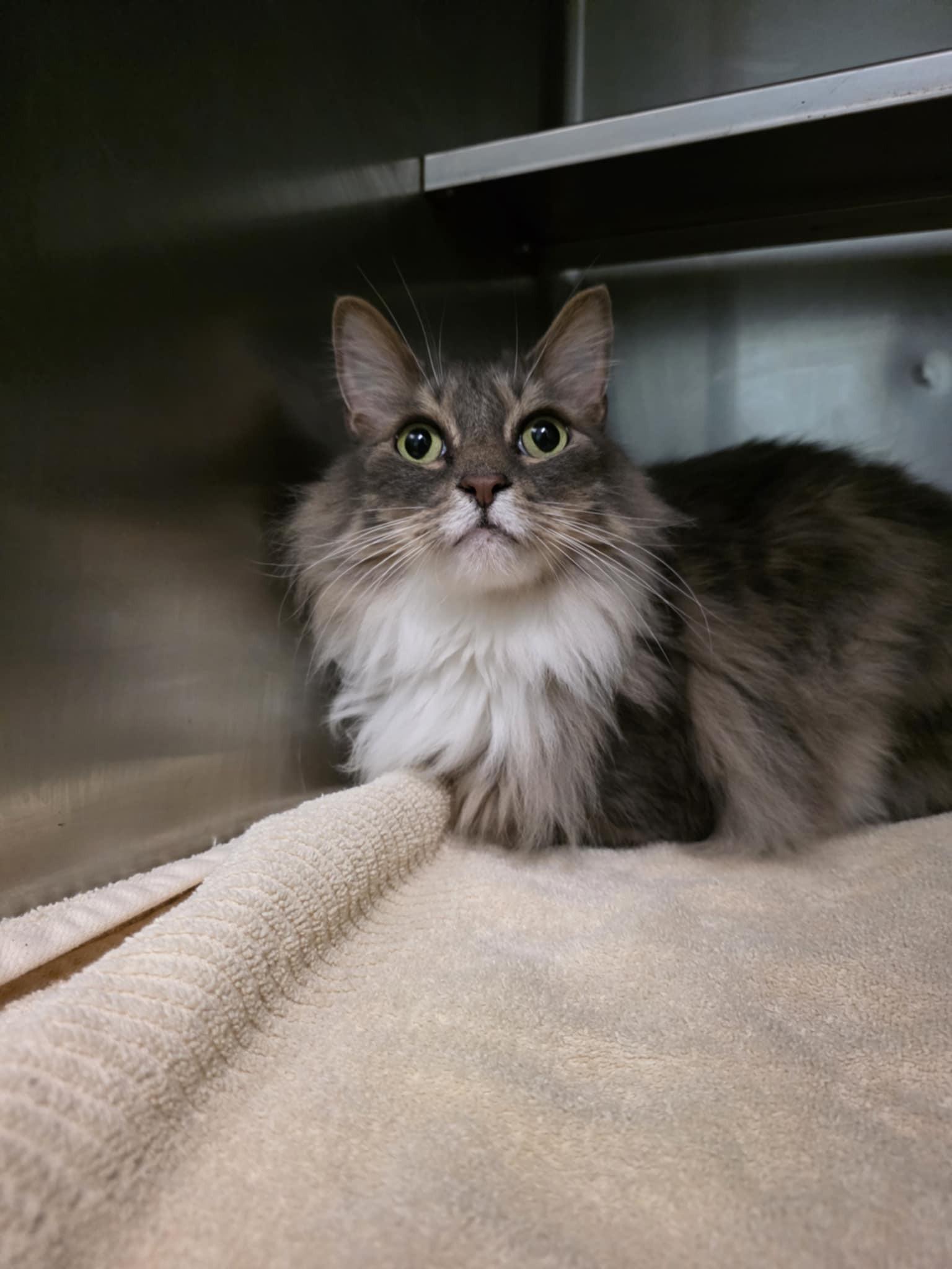 Zeplin, an adopted Domestic Long Hair in Umatilla, FL image 2/2