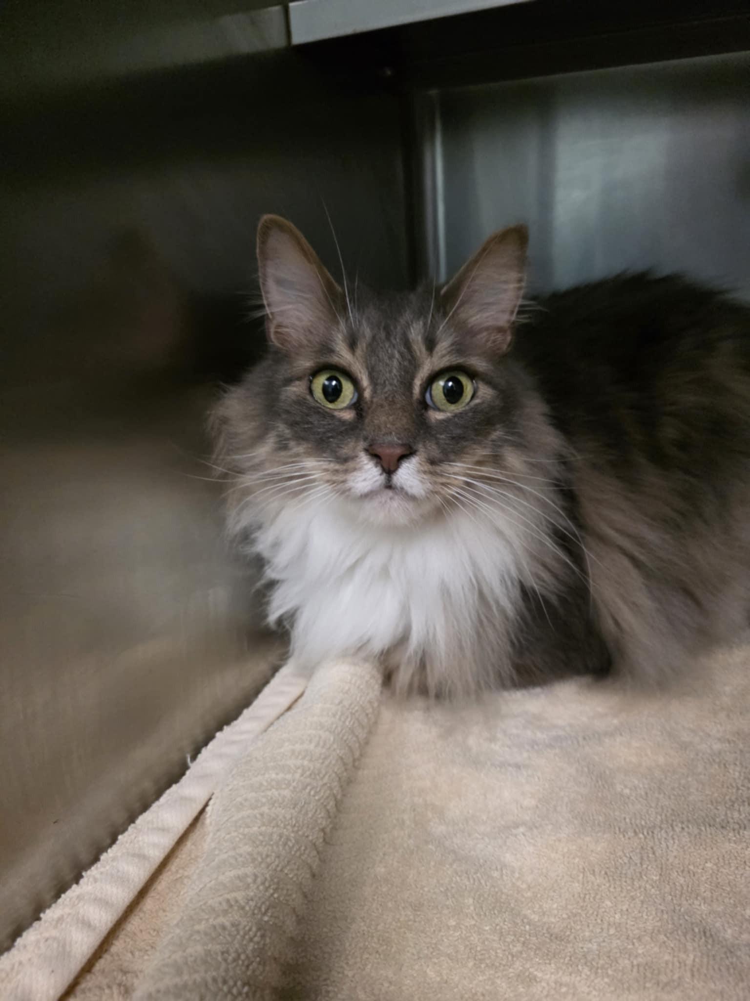 Zeplin, adopted, Adult Male Domestic Long Hair.