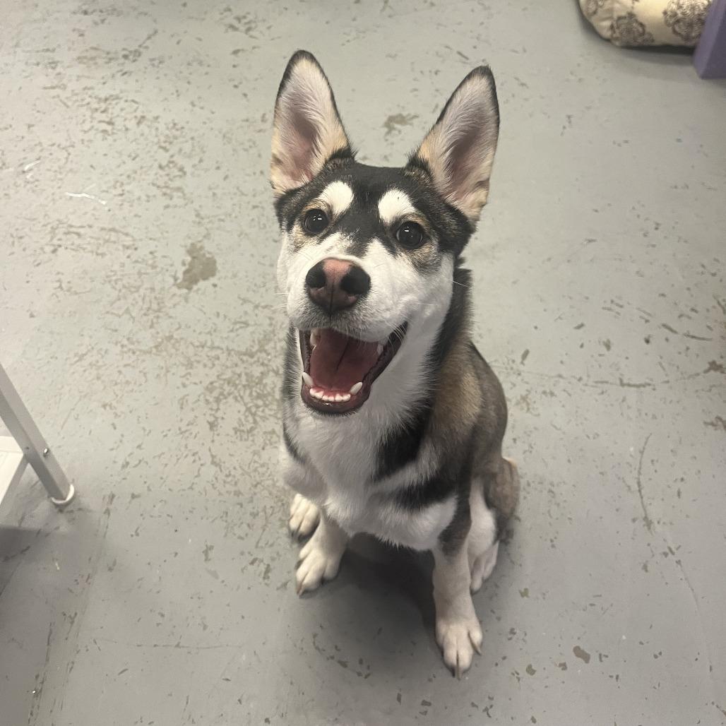 Cookie, Adoptable, Young Male Husky.