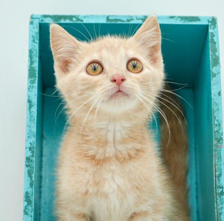 Bert is oh so beautiful!  Such a round faced cutie!  And so teeny!