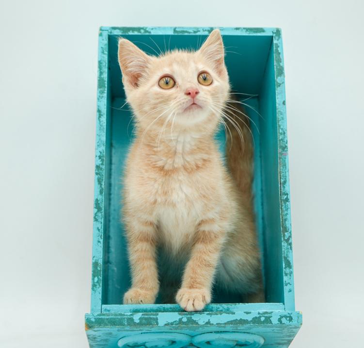 Bert is oh so beautiful!  Such a round faced cutie!  And so teeny!