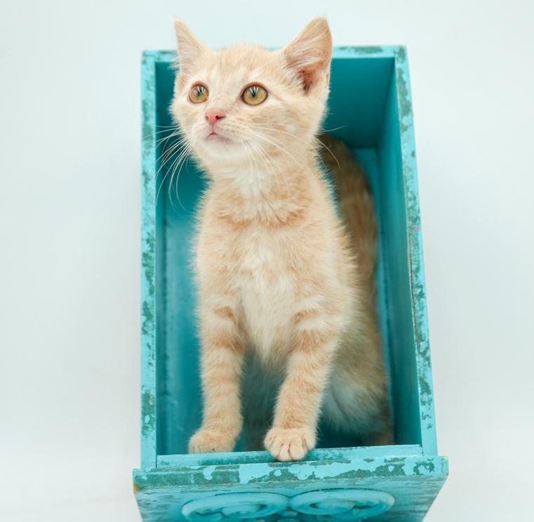 Bert is oh so beautiful!  Such a round faced cutie!  And so teeny!