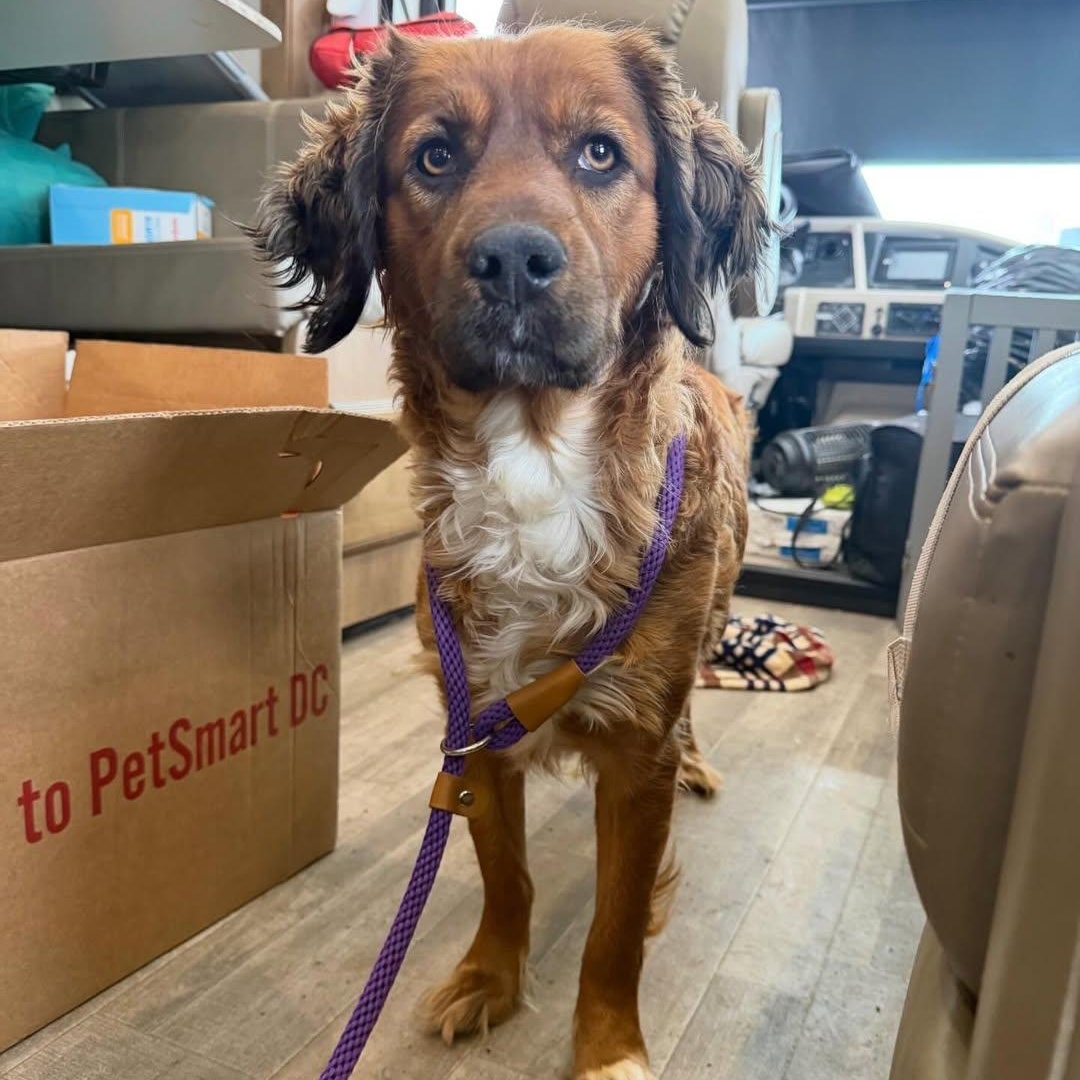 Cindy Lou, adopted, Adult Female English Springer Spaniel & Collie.