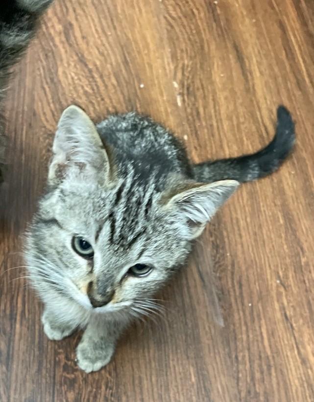 Enlarge Nala, a Adoptable Domestic Medium Hair in Reno, NV image 3/4