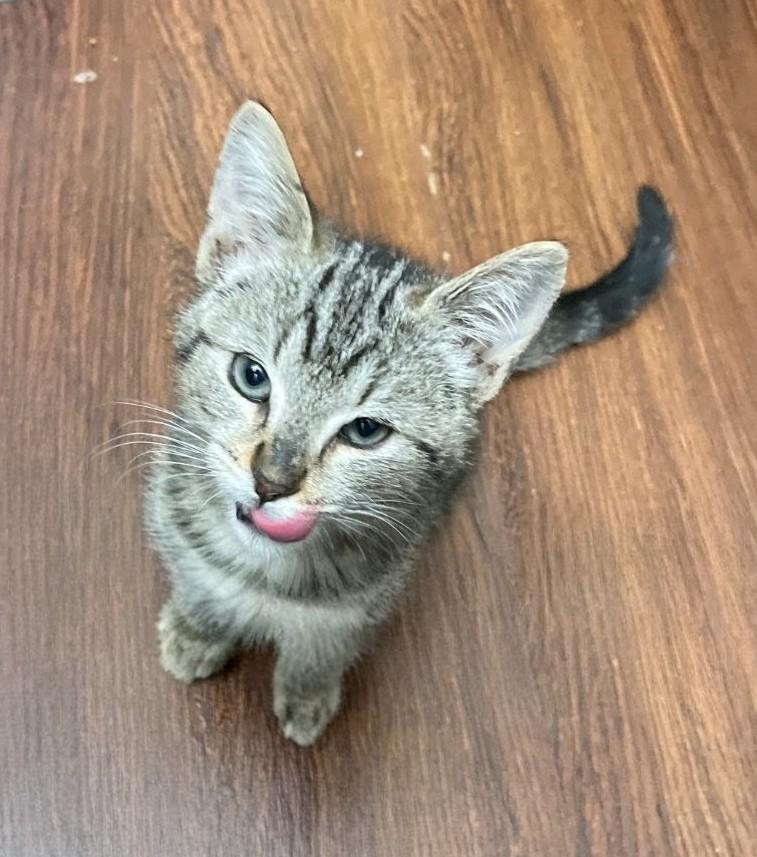 Enlarge Nala, a Adoptable Domestic Medium Hair in Reno, NV image 1/4