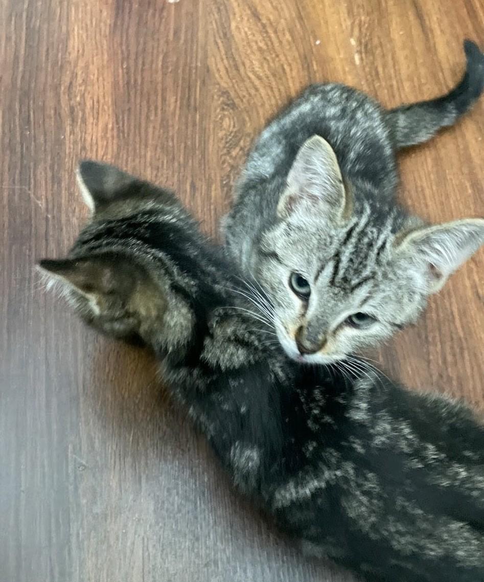 Enlarge Nala, a Adoptable Domestic Medium Hair in Reno, NV image 2/4