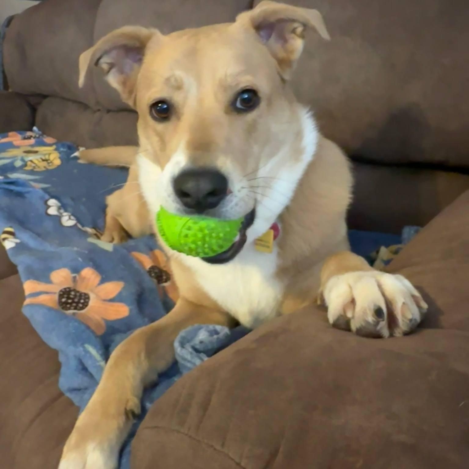 Trixie (good with dogs, cats, kids), ADOPTABLE, Young Female Collie & Carolina Dog.
