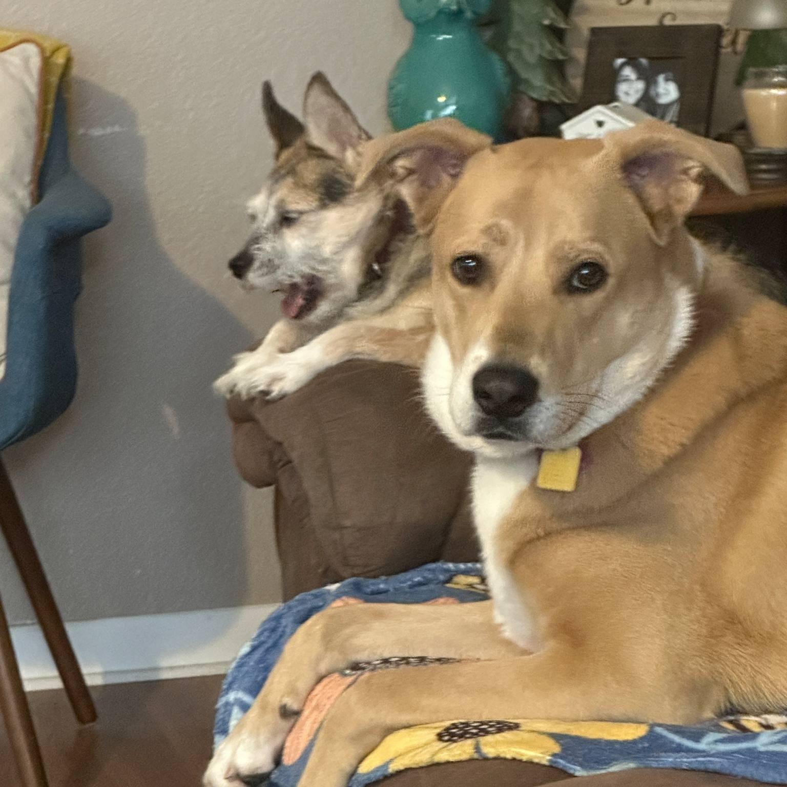 Enlarge Trixie (good with dogs, cats, kids), a ADOPTABLE mixed breed in Fort Worth, TX image 2/3