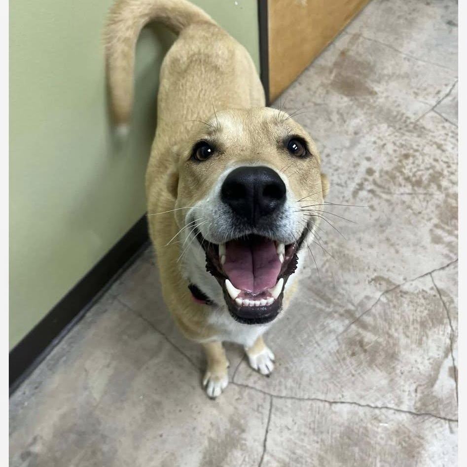 Enlarge Trixie (good with dogs, cats, kids), a ADOPTABLE mixed breed in Fort Worth, TX image 3/3