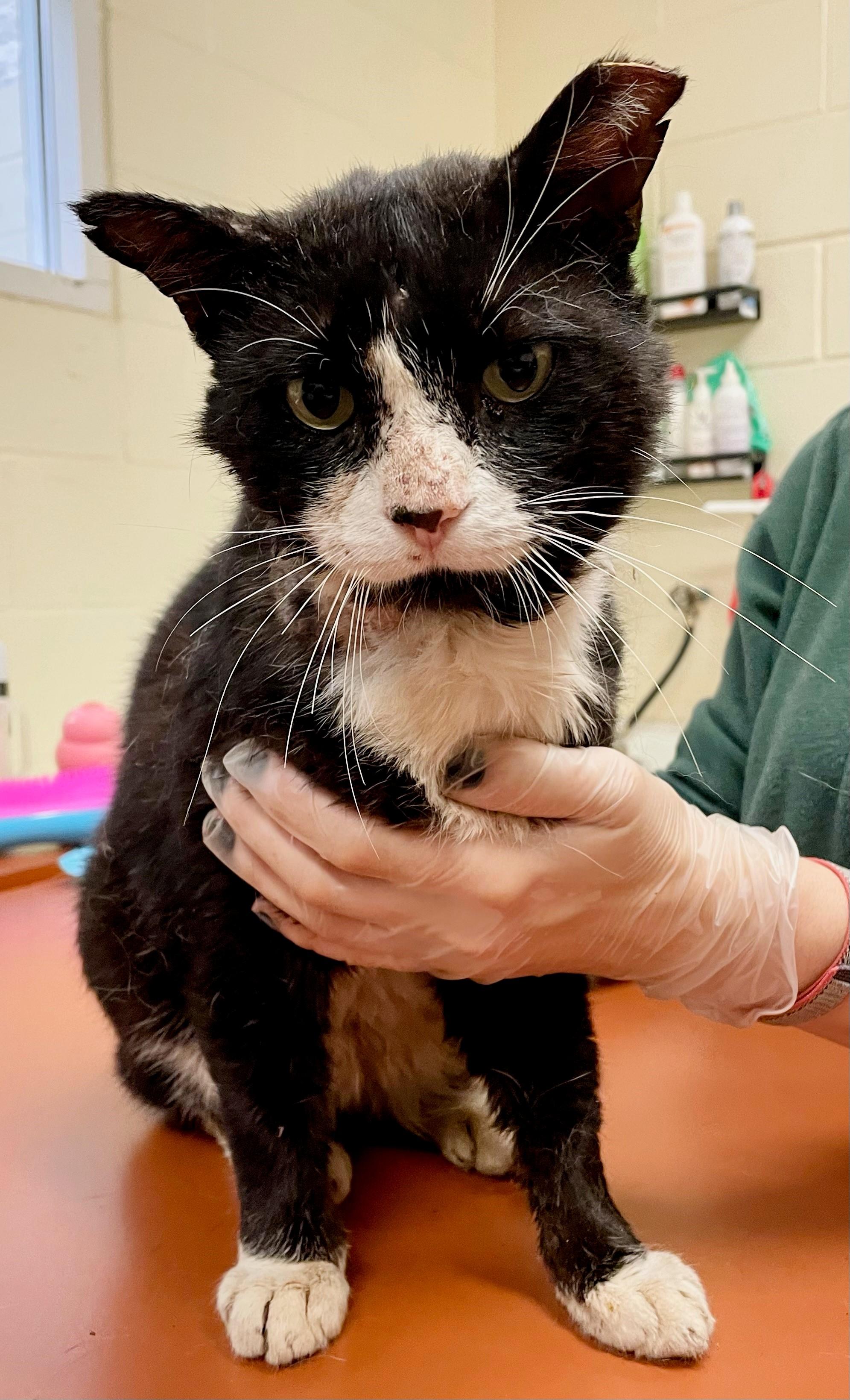 Kramer (FIV Positive)