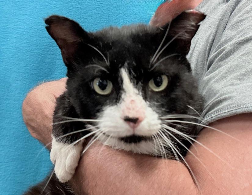 Kramer (FIV Positive)