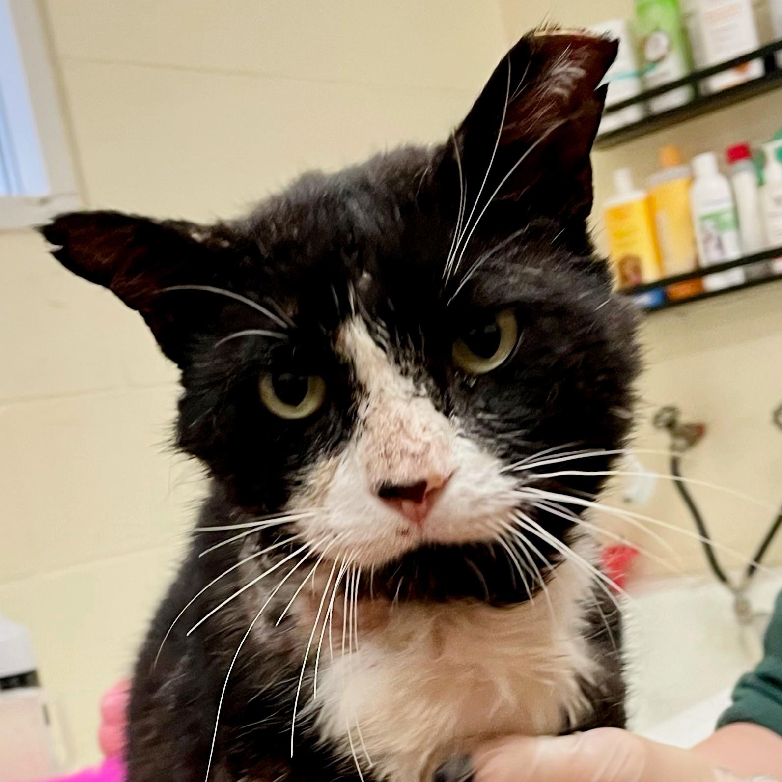 Kramer (FIV Positive)
