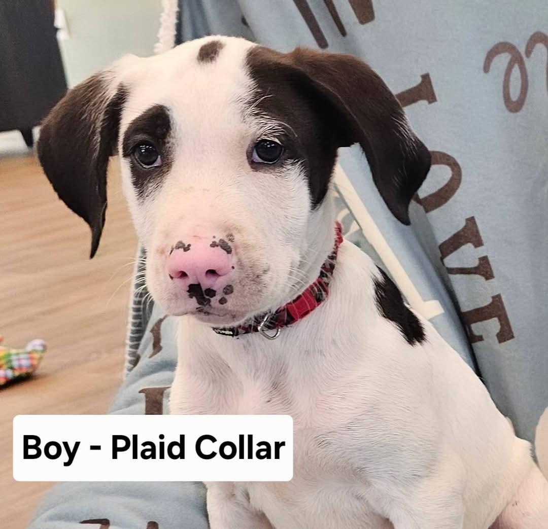 PJ, an adoptable Labradoodle, English Pointer in Watertown, CT, 06795 | Photo Image 1