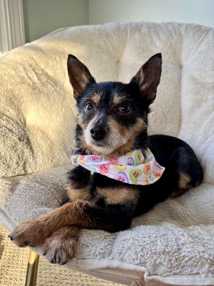 Janet Sue, adopted, Senior Female Yorkshire Terrier.