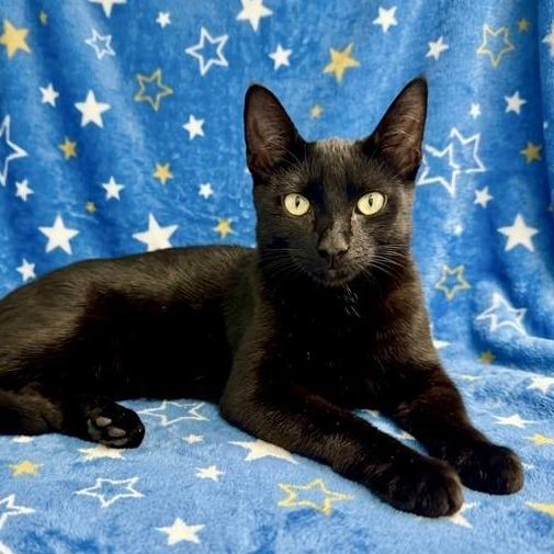 Superstar, Adoptable, Kitten Female Domestic Short Hair.