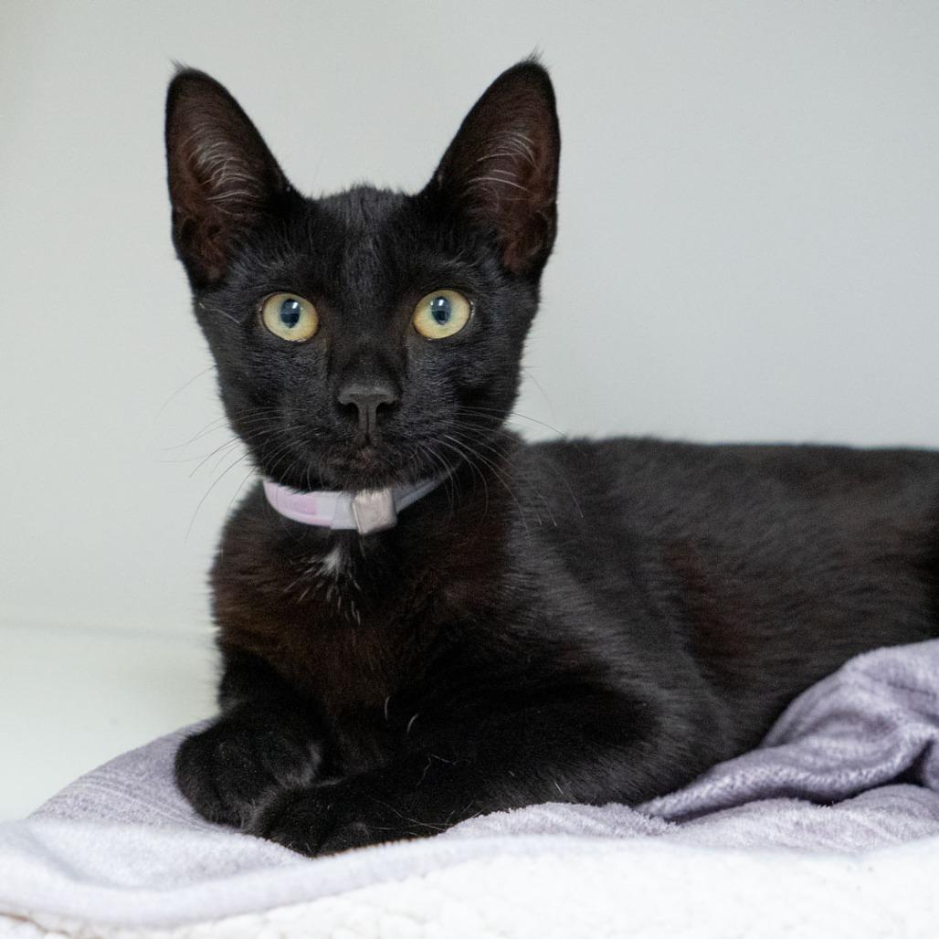 Enlarge Superstar, a Adoptable Domestic Short Hair in Long Beach, CA image 2/2