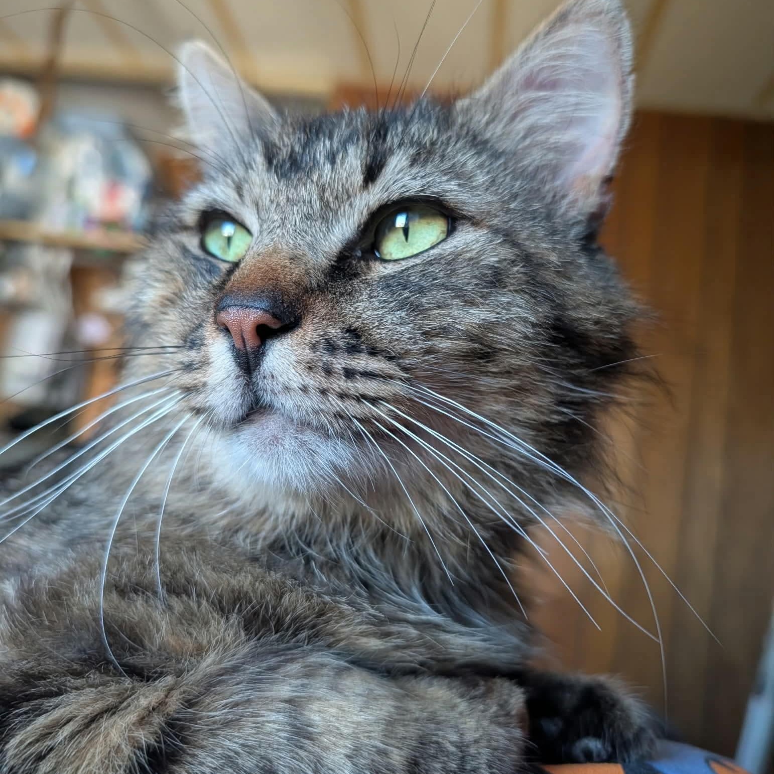 Murphy, a ADOPTABLE mixed breed in Gladstone, OR image 2/5