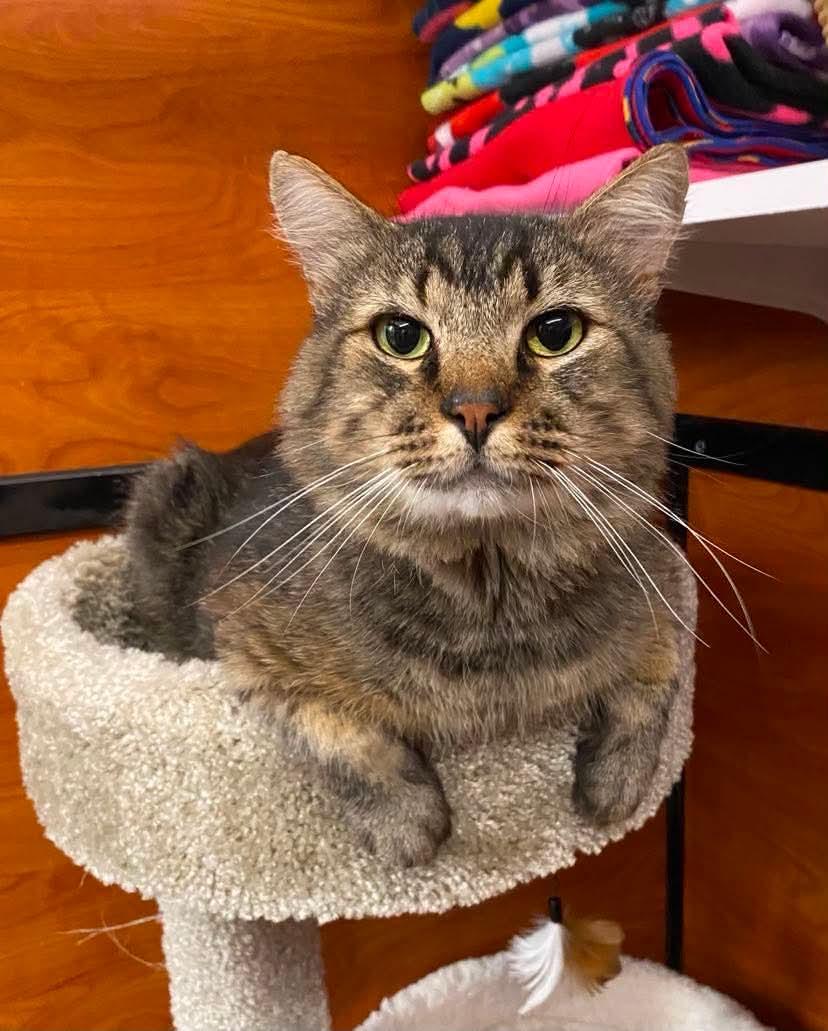 Enlarge Murphy, an adopted mixed breed in Gladstone, OR image 1/6