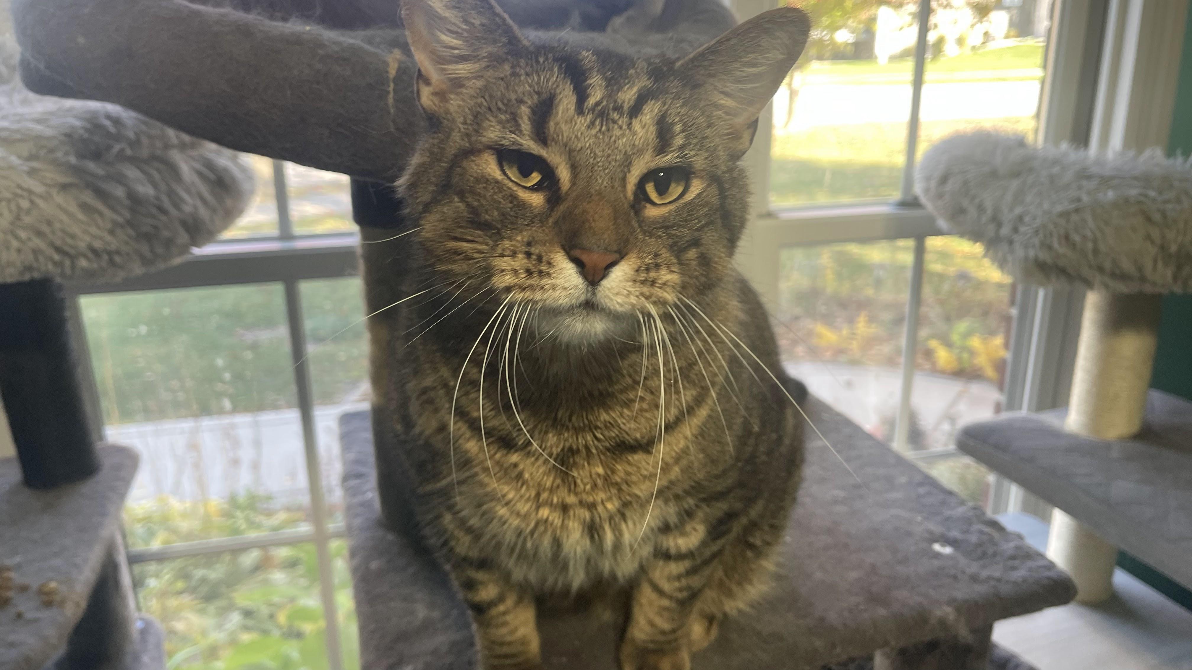 Lincoln, Adoptable, Adult Male Tabby.