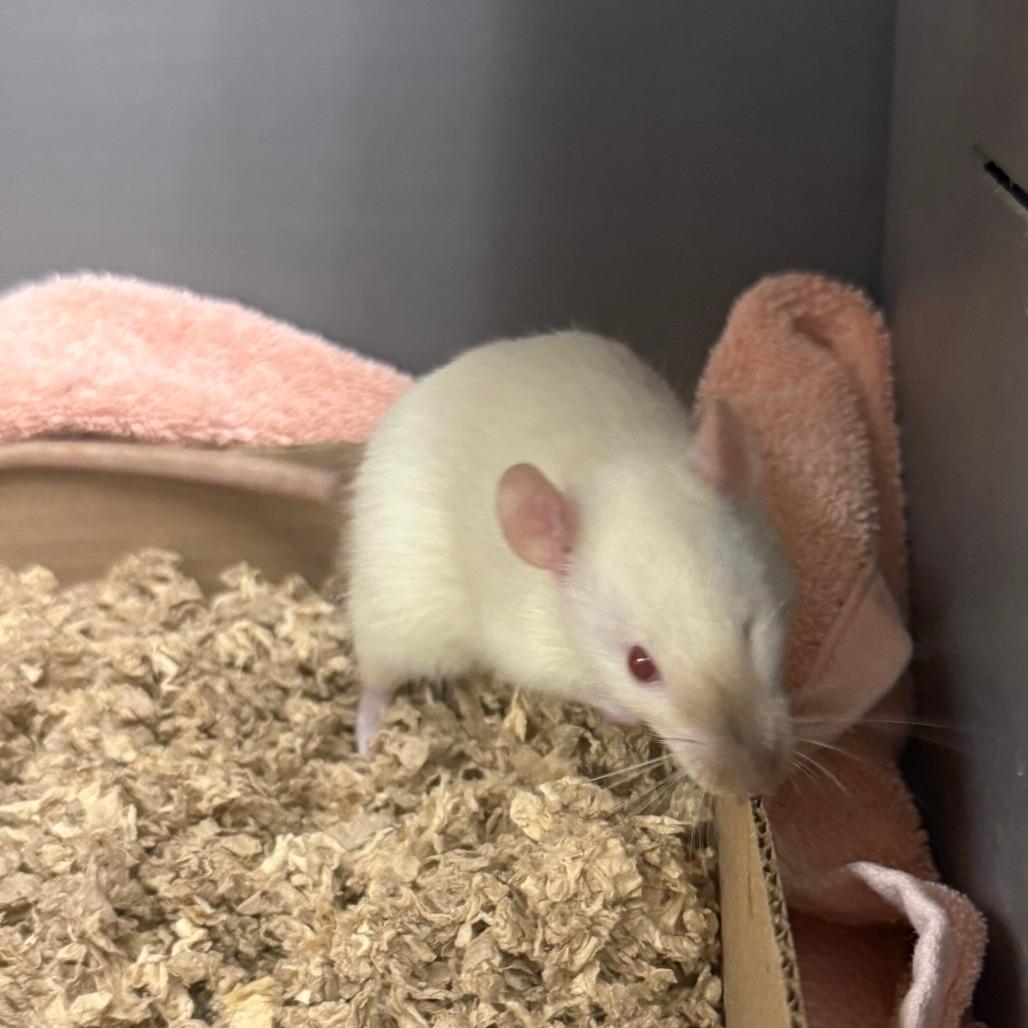 Birch, Adoptable, Baby Male Rat.