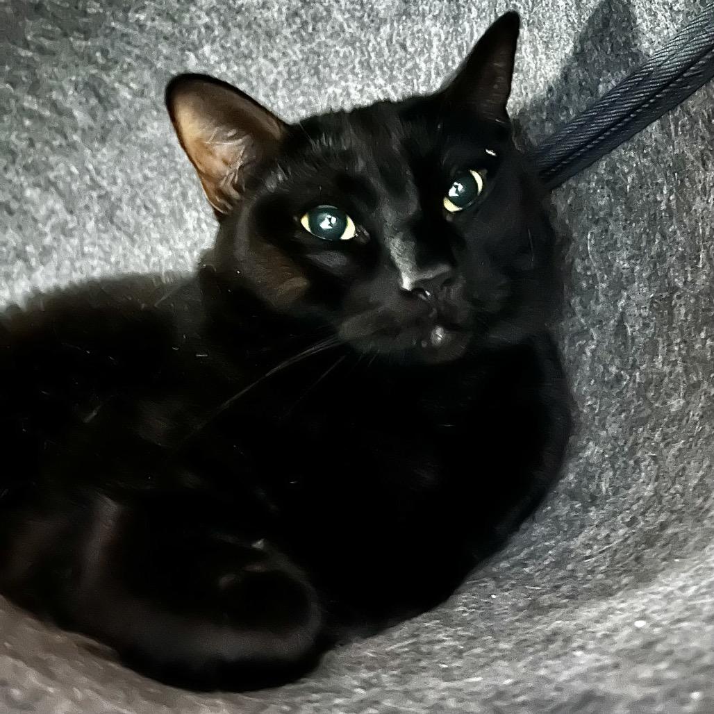 Wednesday, Adoptable, Adult Female Domestic Medium Hair.