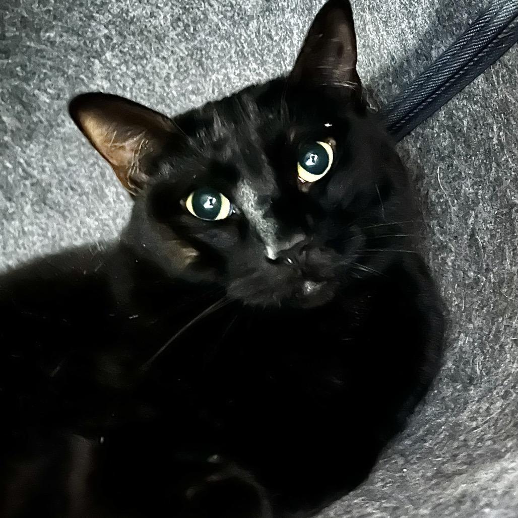 Wednesday, Adoptable, Adult Female Domestic Medium Hair.