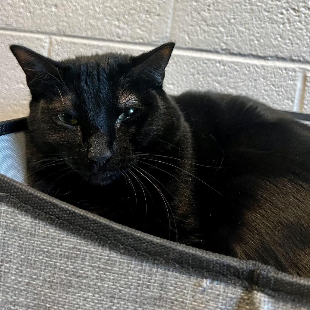 Wednesday, a Adoptable Domestic Medium Hair in Englewood, FL image 3/5
