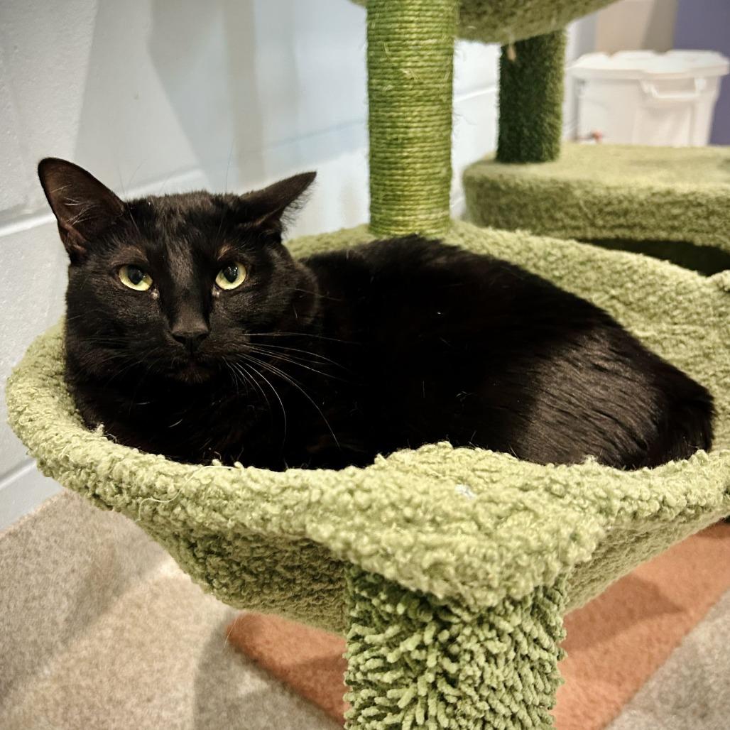 Enlarge Wednesday, a Adoptable Domestic Medium Hair in Englewood, FL image 3/4