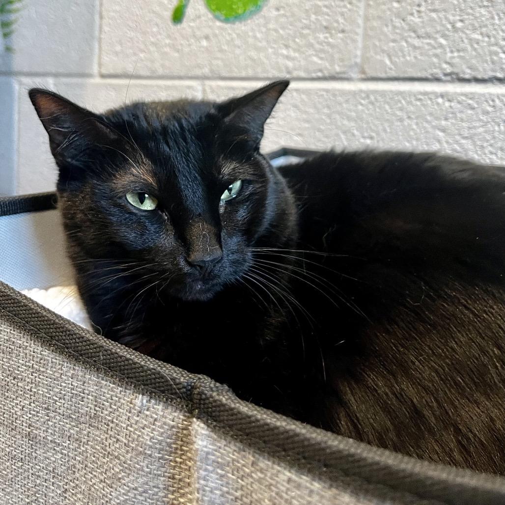 Wednesday, a Adoptable Domestic Medium Hair in Englewood, FL image 4/5