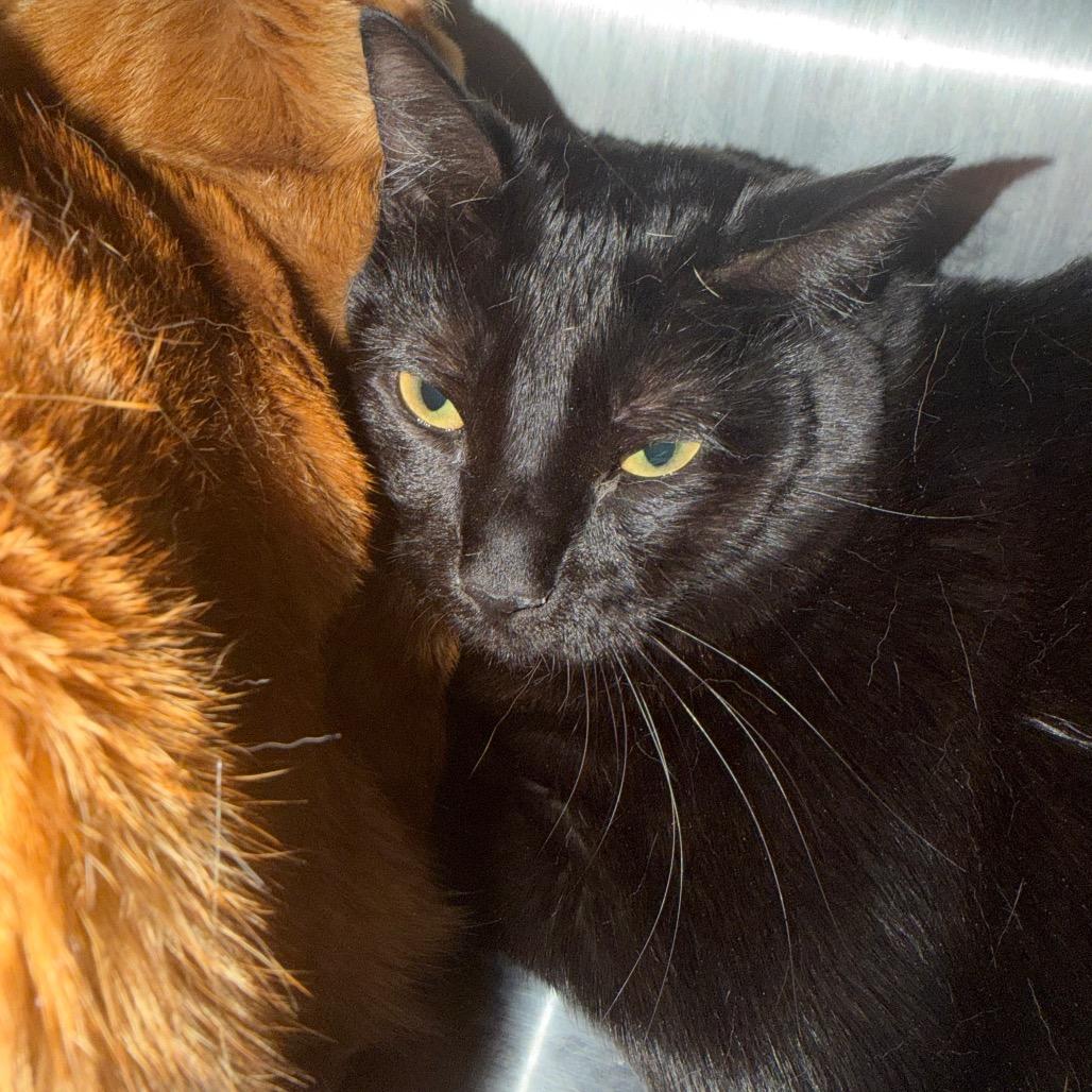Wednesday, a Adoptable Domestic Medium Hair in Englewood, FL image 5/5