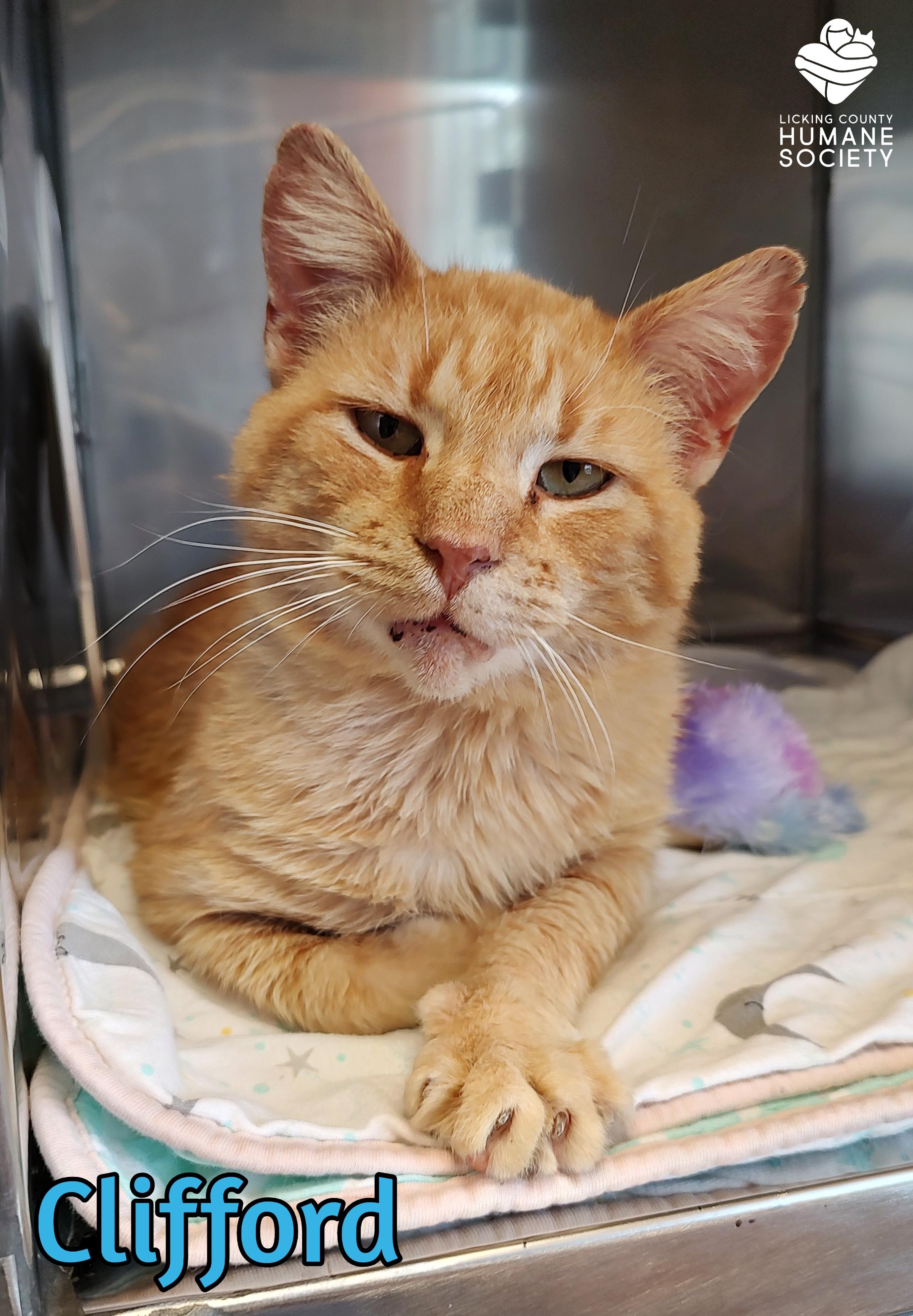 Clifford, ADOPTABLE, Senior Male Domestic Short Hair.