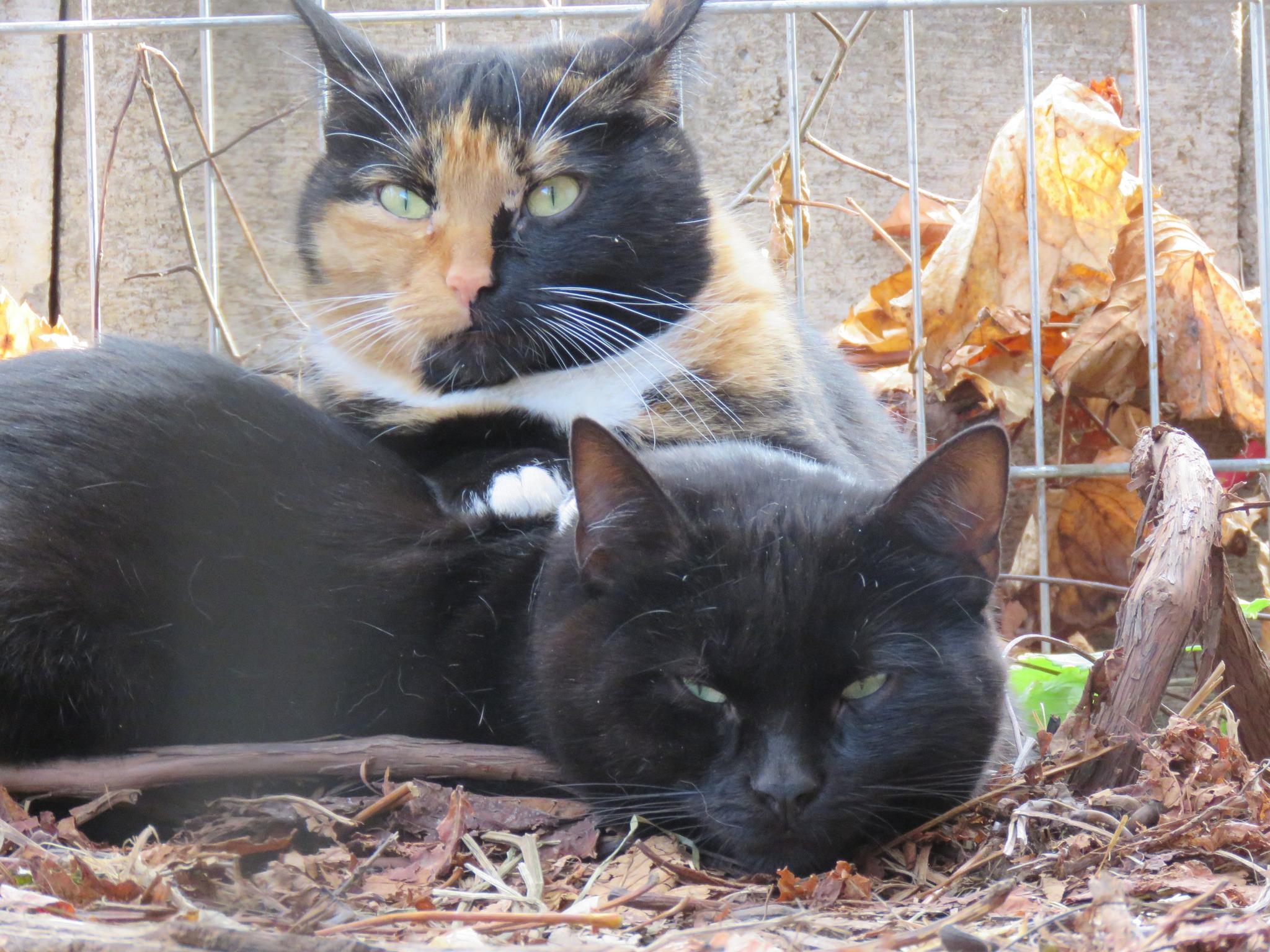 Castillo and Fiora Feral Barn Cats, Adoptable, Adult Male Domestic Short Hair.