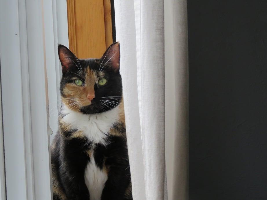 Castillo and Fiora Feral Barn Cats, a Adoptable Domestic Short Hair in Lasalle, QC image 2/3