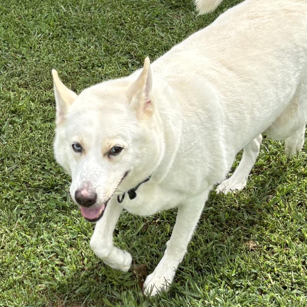 Enlarge Sekira 19D26, a Adoptable mixed breed in Napoleon, OH image 1/5