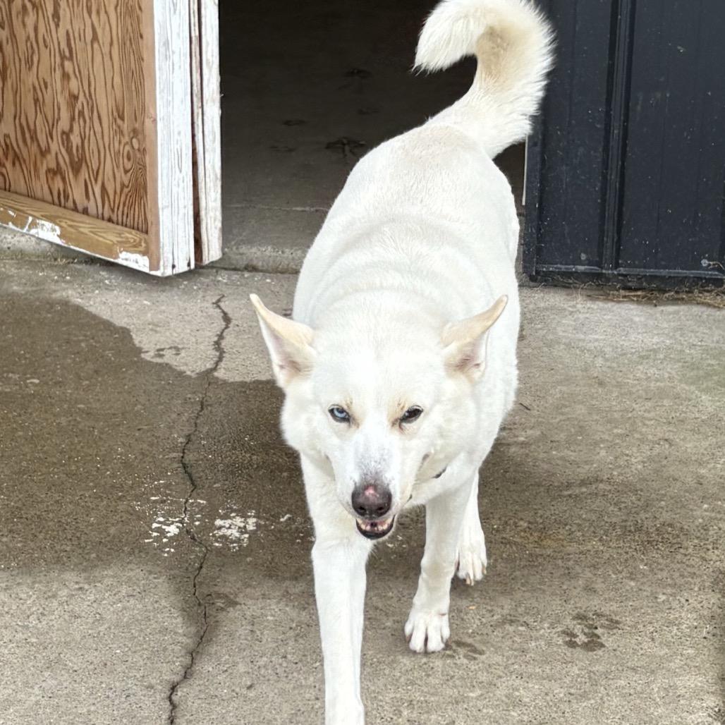 Enlarge Sekira 19D26, a Adoptable mixed breed in Napoleon, OH image 2/5