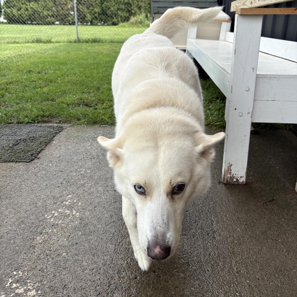 Enlarge Sekira 19D26, a Adoptable mixed breed in Napoleon, OH image 3/5