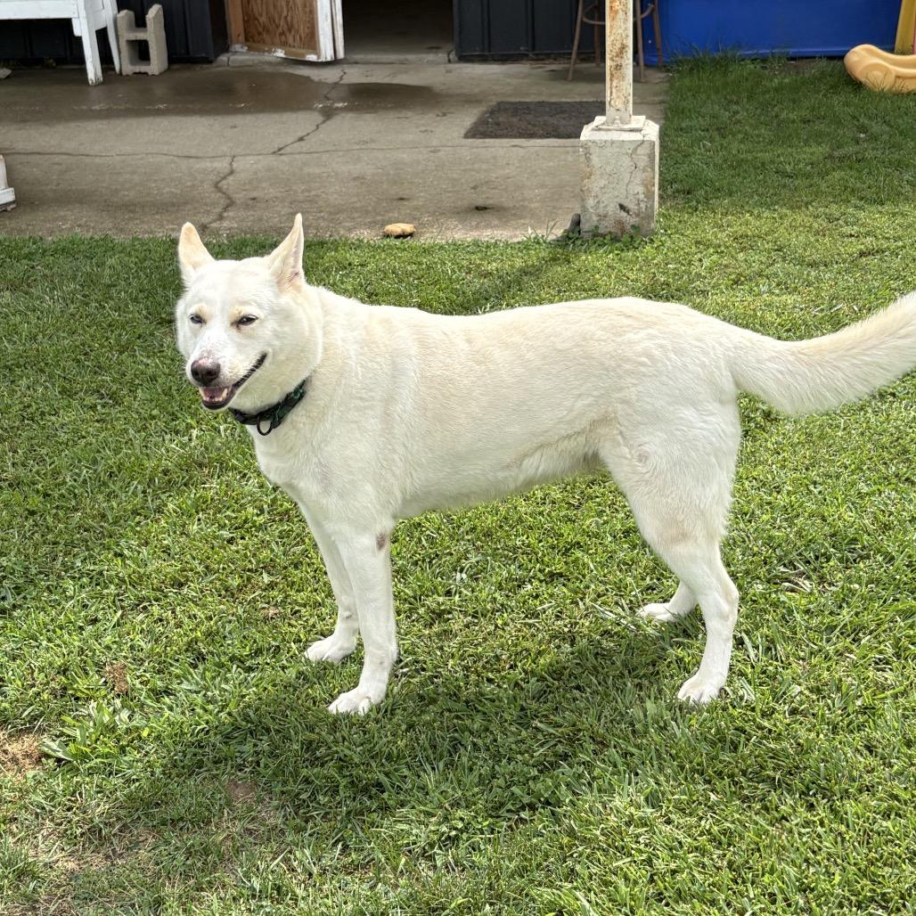 Enlarge Sekira 19D26, a Adoptable mixed breed in Napoleon, OH image 4/5