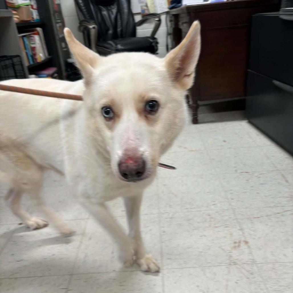 Enlarge Sekira 19D26, a Adoptable mixed breed in Napoleon, OH image 5/5