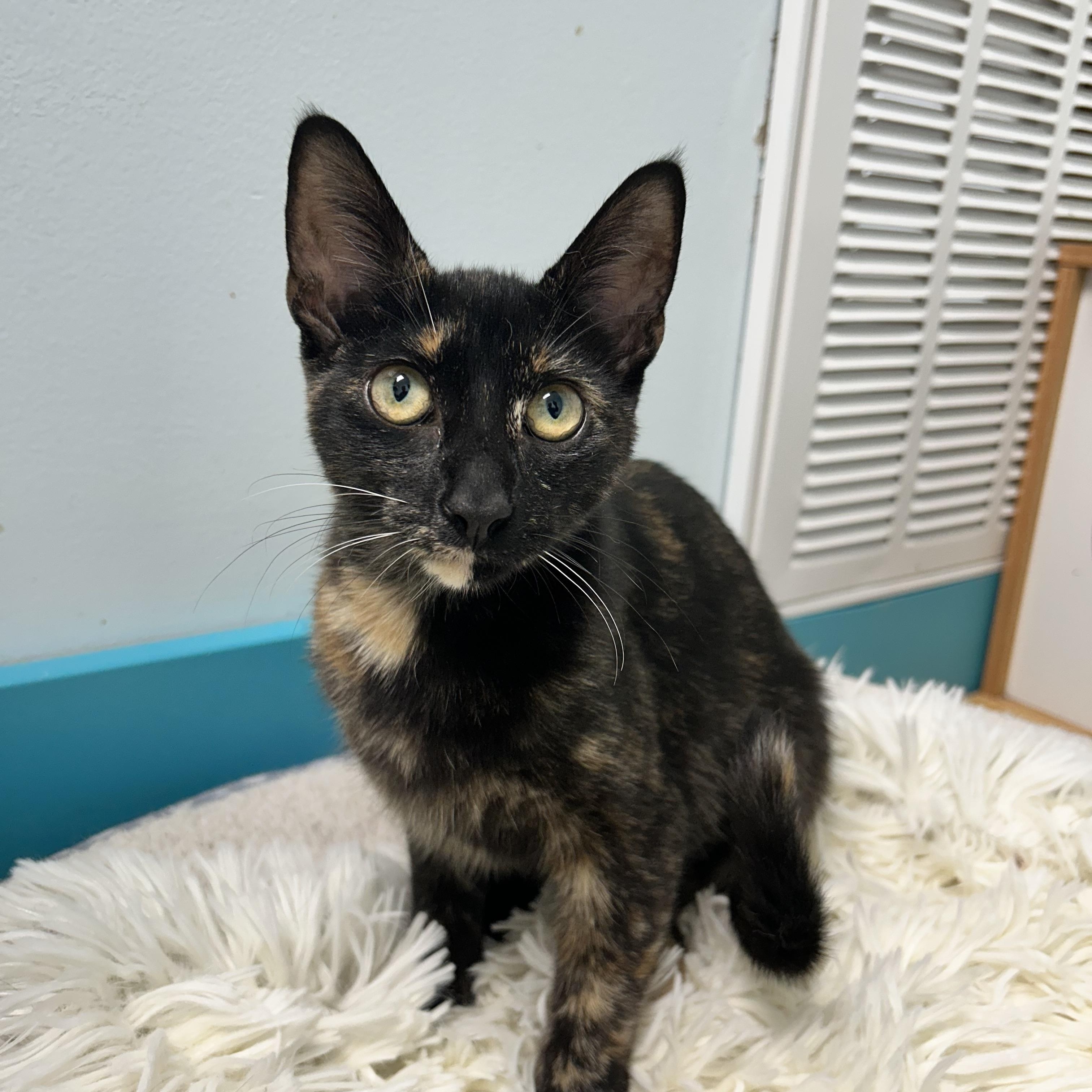 Enlarge Pop, a Adoptable Tortoiseshell in Grand Rapids, MI image 2/6