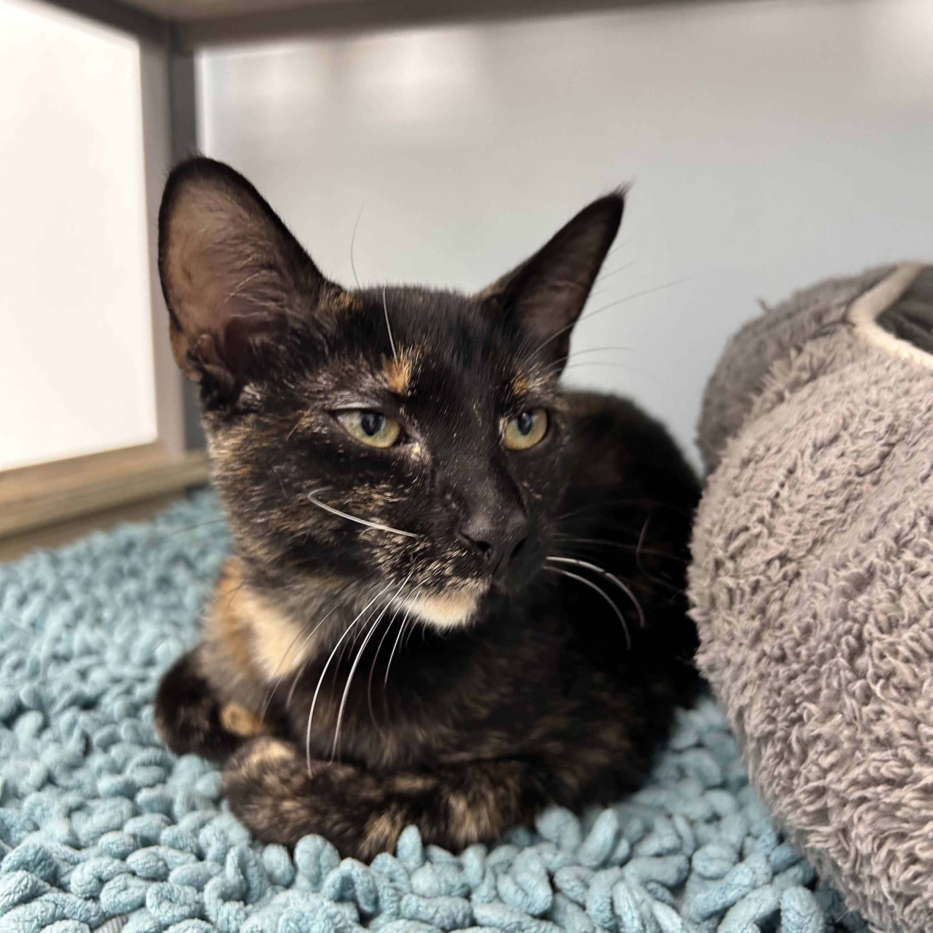 Enlarge Pop, a Adoptable Tortoiseshell in Grand Rapids, MI image 6/6