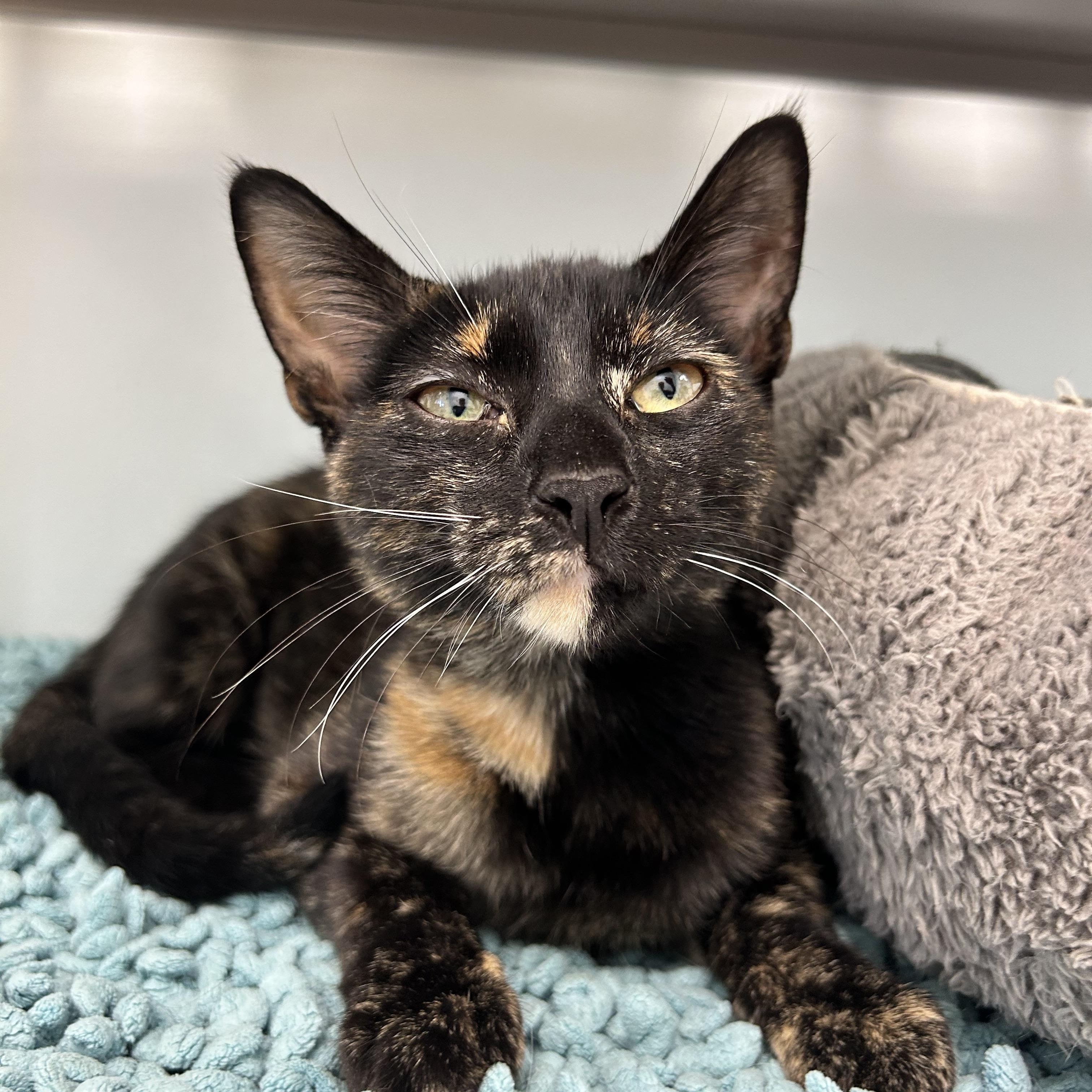 Enlarge Pop, a Adoptable Tortoiseshell in Grand Rapids, MI image 5/6