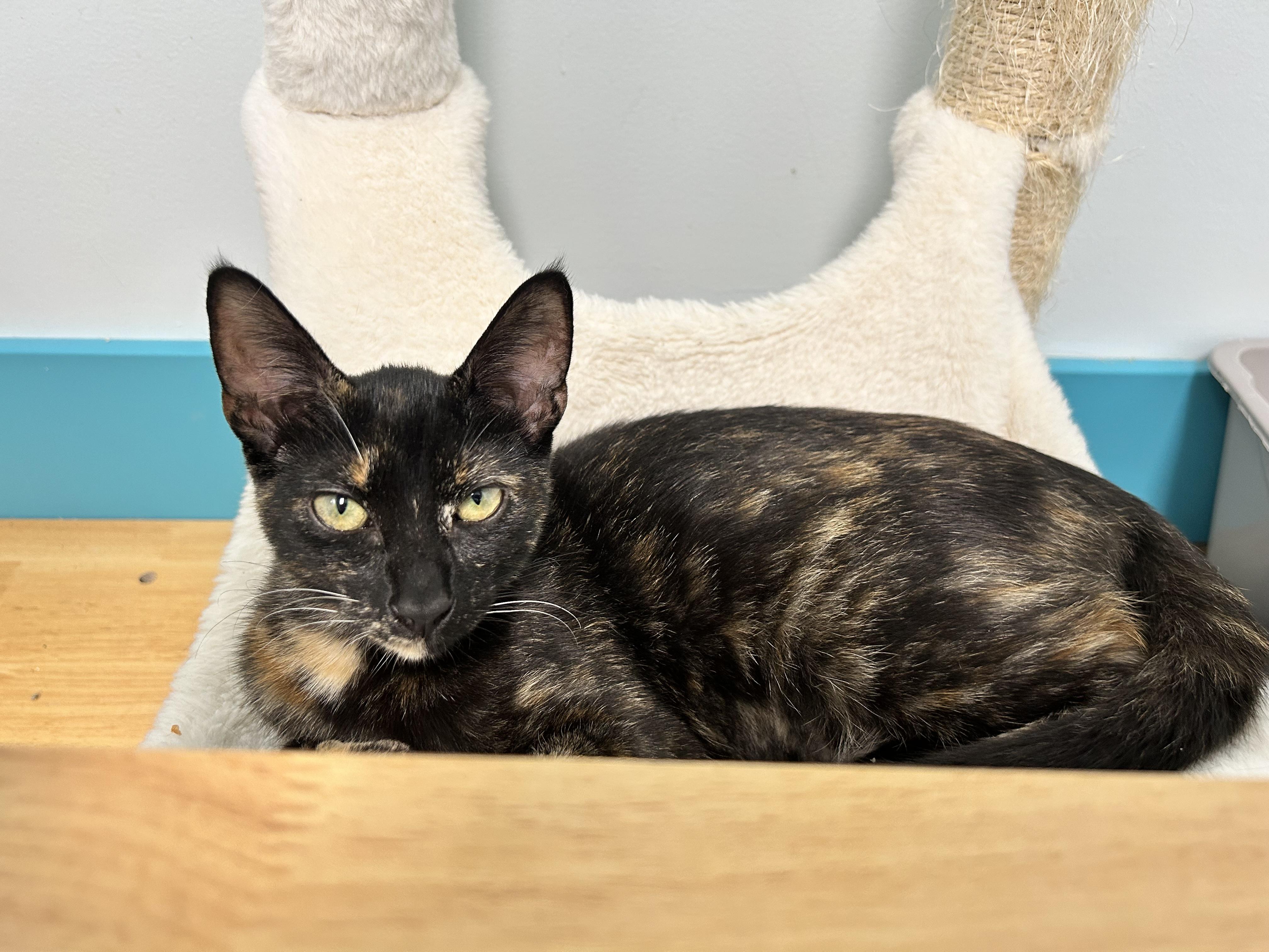 Enlarge Pop, a Adoptable Tortoiseshell in Grand Rapids, MI image 4/6