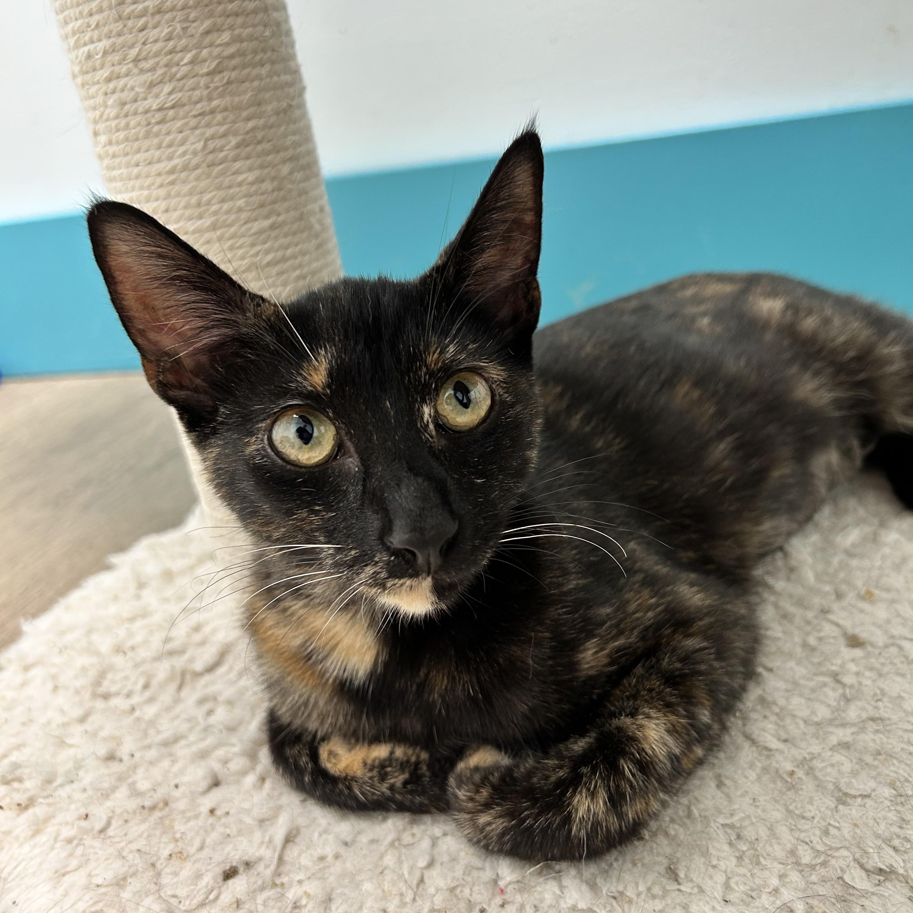 Enlarge Pop, a Adoptable Tortoiseshell in Grand Rapids, MI image 1/6