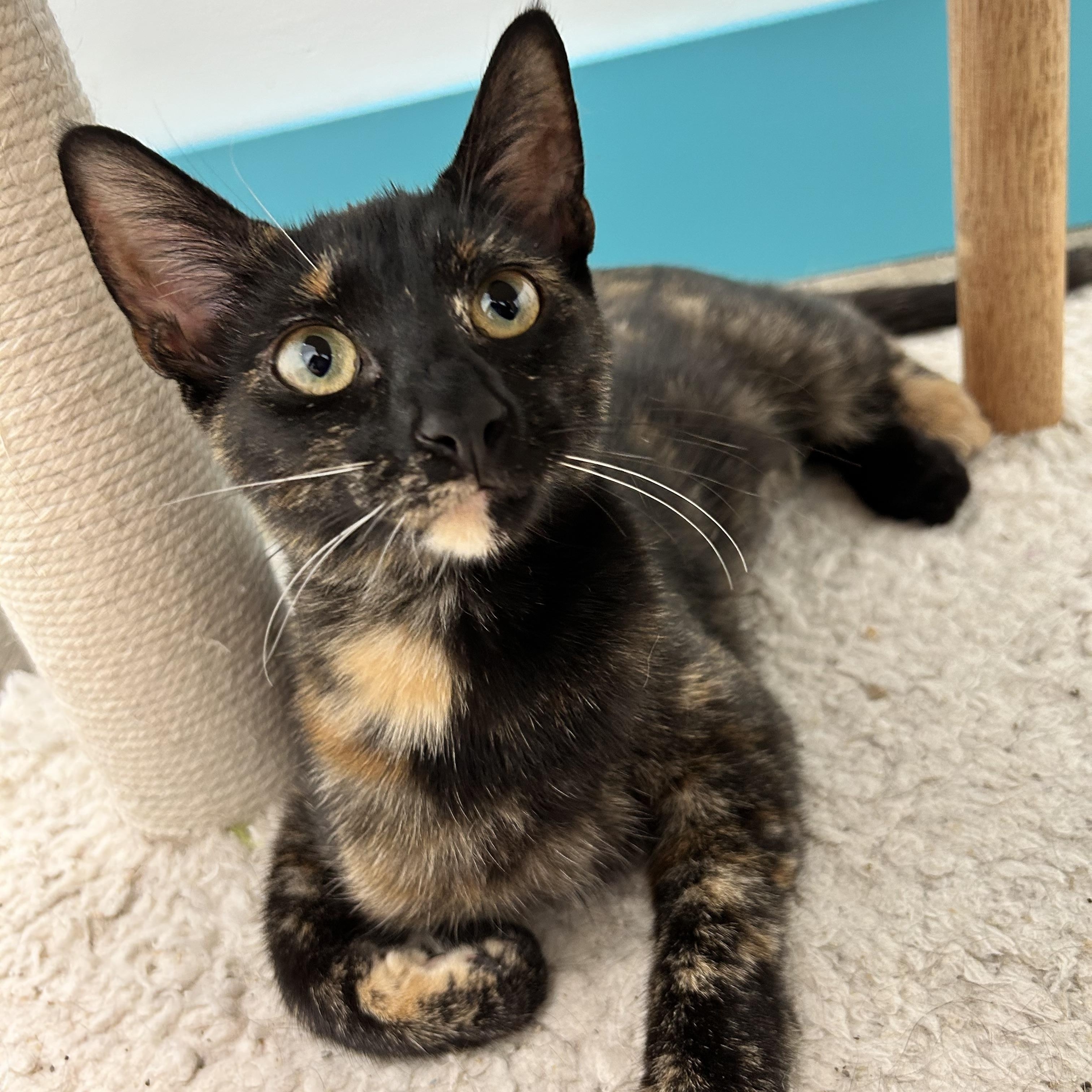 Enlarge Pop, a Adoptable Tortoiseshell in Grand Rapids, MI image 3/6
