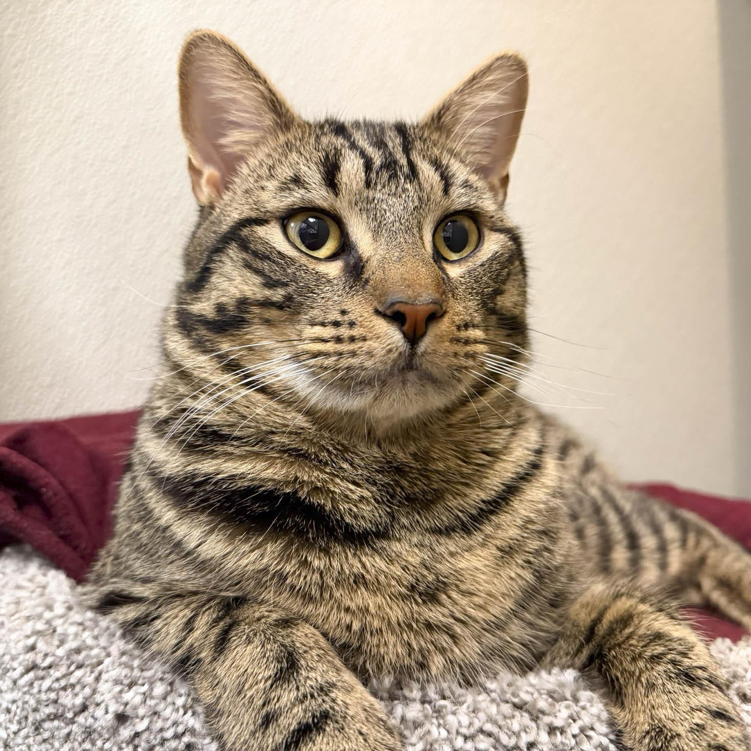 Enlarge Jerry, a ADOPTABLE Domestic Short Hair in Stamford, CT image 1/3