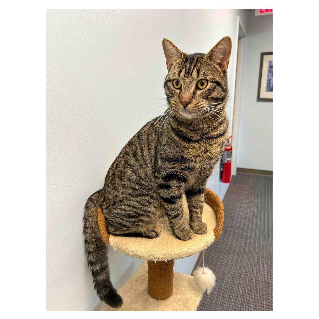 Enlarge Jerry, a ADOPTABLE Domestic Short Hair in Stamford, CT image 2/3