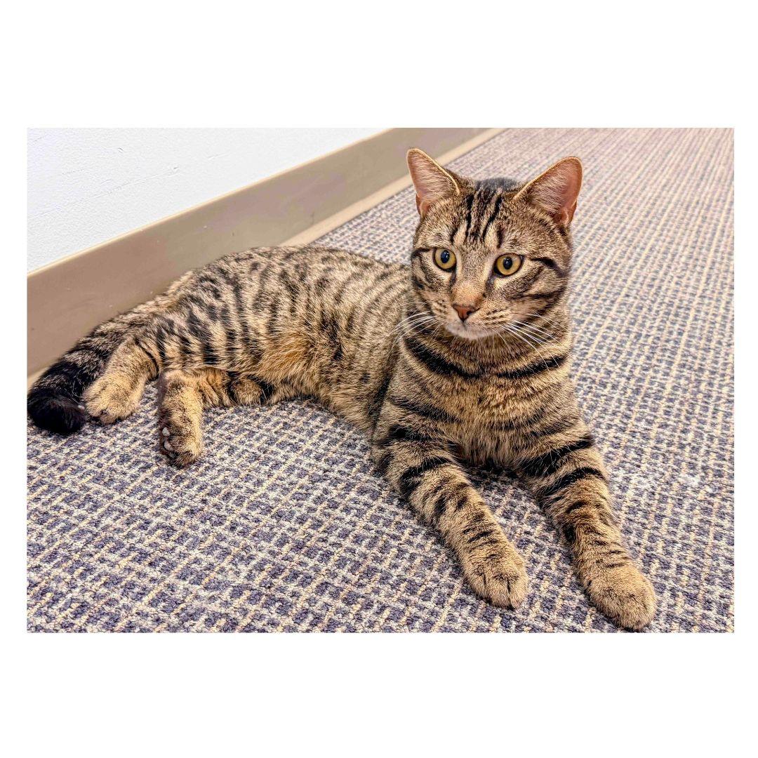 Enlarge Jerry, a ADOPTABLE Domestic Short Hair in Stamford, CT image 3/3