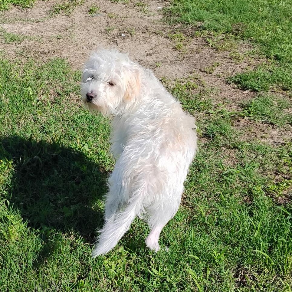 Rollie (Courtesy Post), ADOPTABLE, Young Male Terrier.