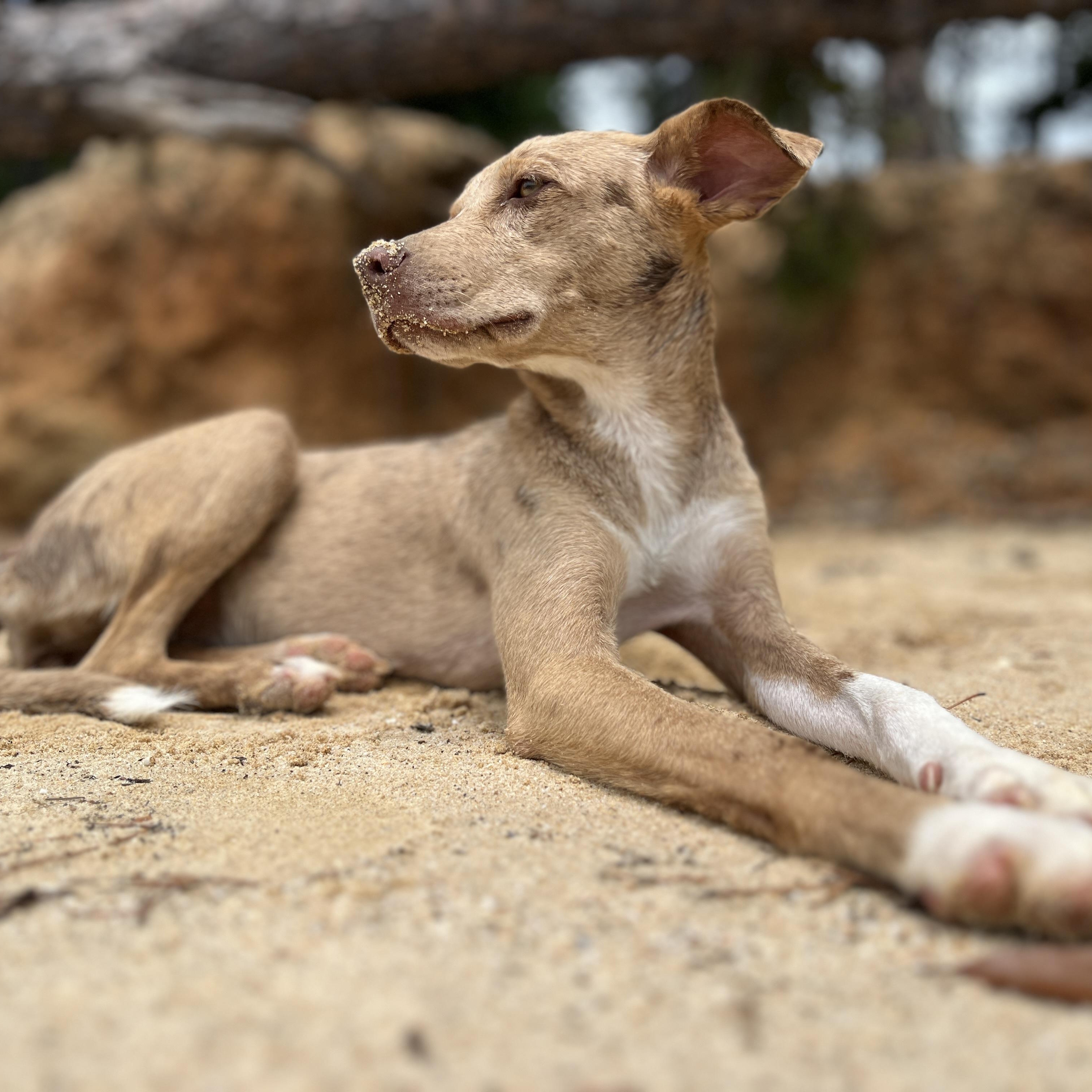 Tallulah, an adopted mixed breed in Anderson, SC image 2/4