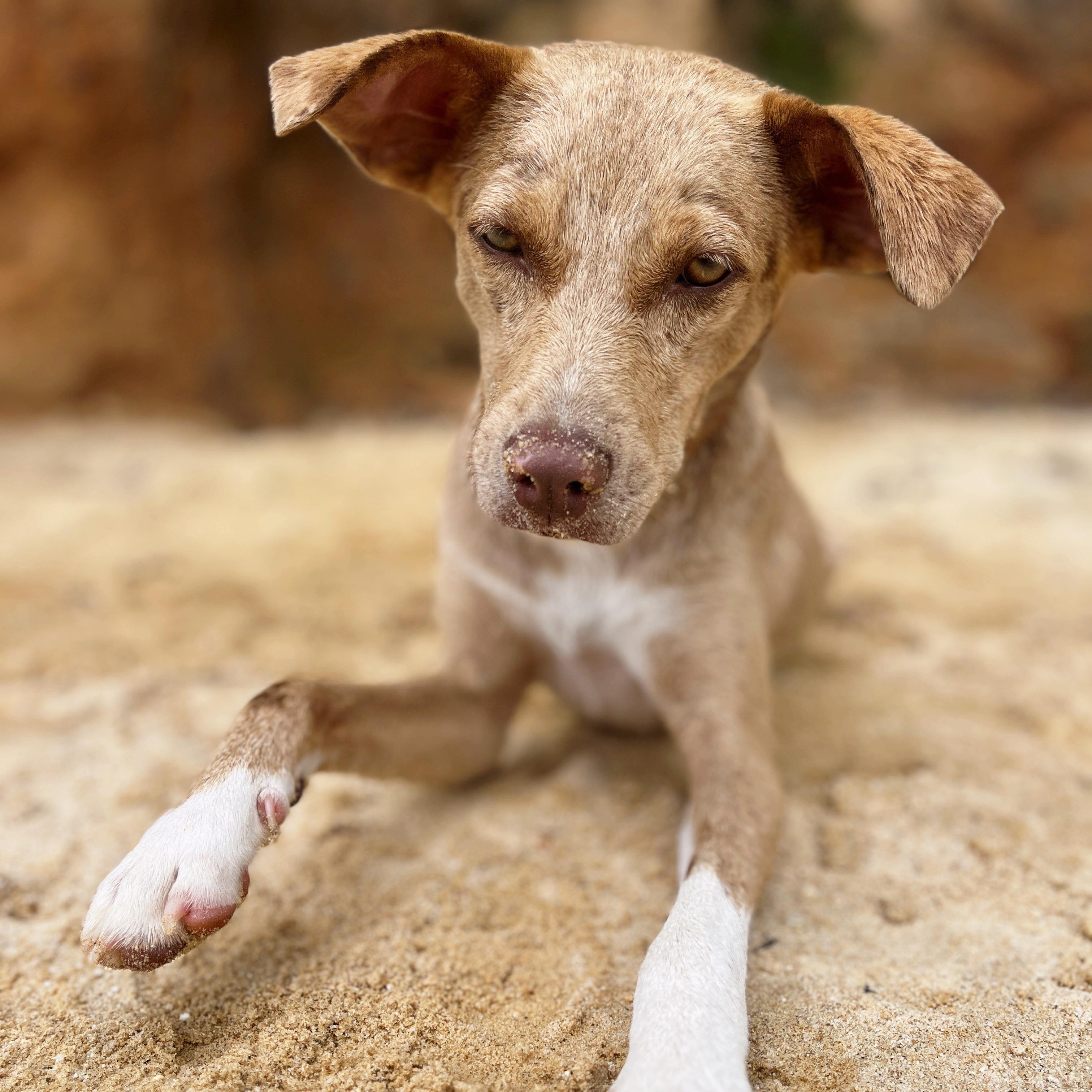 Tallulah, an adopted mixed breed in Anderson, SC image 3/4